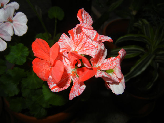 Red & White geranium (2014, January 11) - ZONAL Geraniums