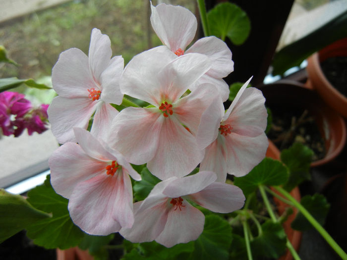 Light Pink geranium (2014, January 12)