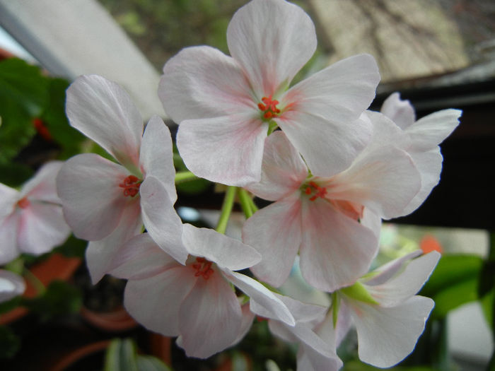 Light Pink geranium (2014, January 12)