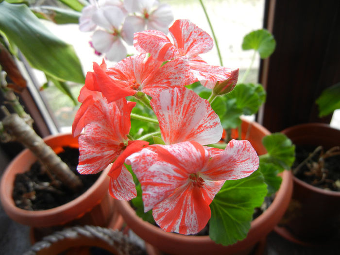 Red & White geranium (2014, January 12)