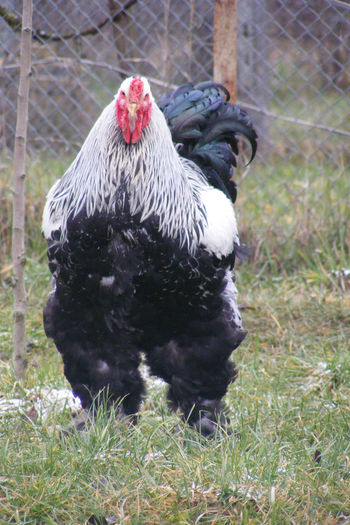 HERMINAT INCHIS 2014 FAM 2 (3)