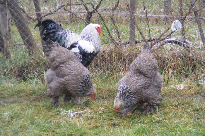 HERMINAT INCHIS 2014 FAM 2 (12)