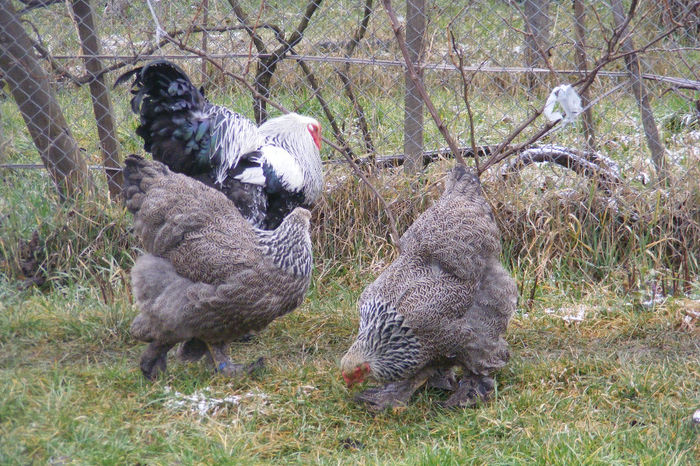 HERMINAT INCHIS 2014 FAM 2 (13)