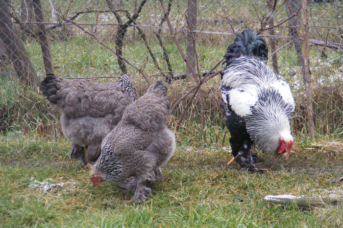 HERMINAT INCHIS 2014 FAM 2 (14)