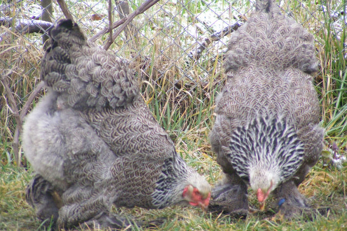 HERMINAT INCHIS 2014 FAM 2 (15)