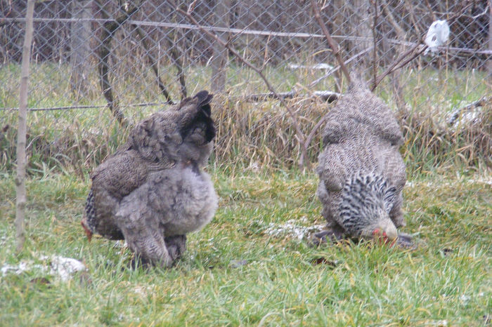 HERMINAT INCHIS 2014 FAM 2 (4)