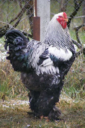 HERMINAT INCHIS 2014 FAM 2 (17)