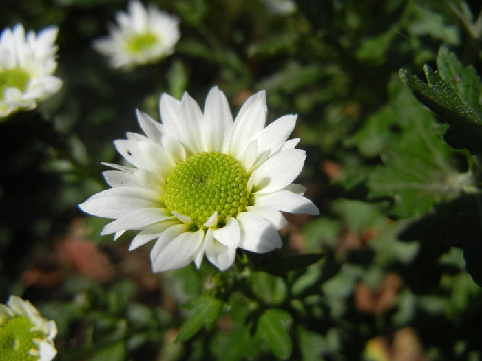 Chrysanth Picomini White (2013, Oct.18)