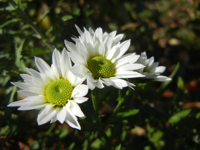 Chrysanth Picomini White (2013, Oct.18)