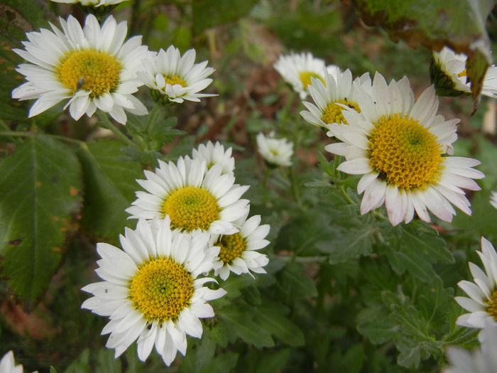 Chrysanth Picomini White (2013, Oct.28) - Chrysanth Picomini White