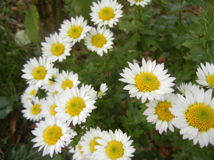 Chrysanth Picomini White (2013, Oct.28)