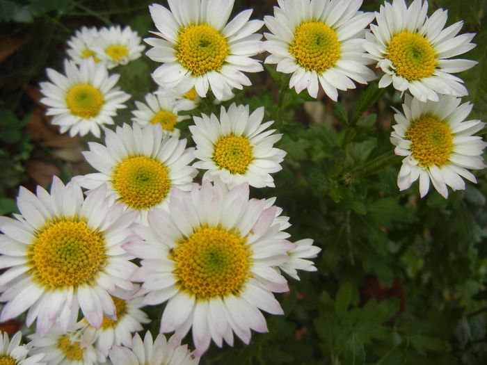 Chrysanth Picomini White (2013, Oct.28)