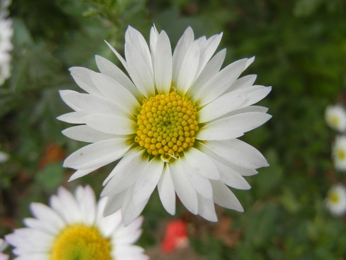 Chrysanth Picomini White (2013, Oct.28) - Chrysanth Picomini White