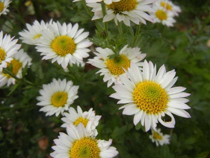 Chrysanth Picomini White (2013, Oct.28) - Chrysanth Picomini White
