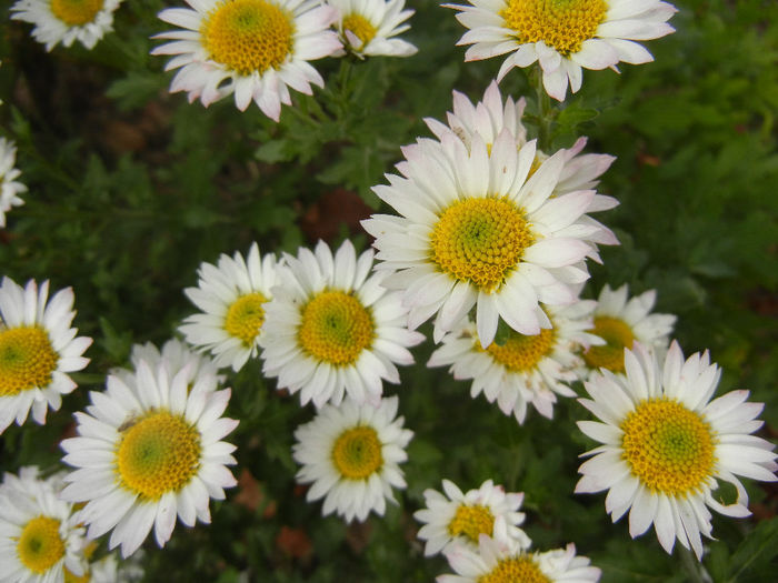 Chrysanth Picomini White (2013, Oct.28)