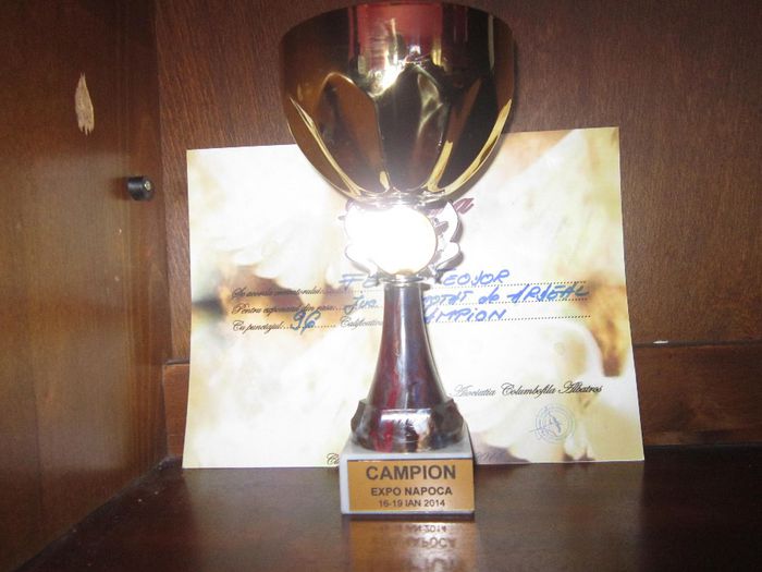 campion 2014 expo Cluj - Rezultate obtinute la expozitii