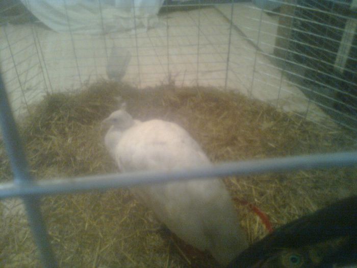 0138243288 - z-EXPOZITIE DE PASARI SI ANIMALE MICI 2014