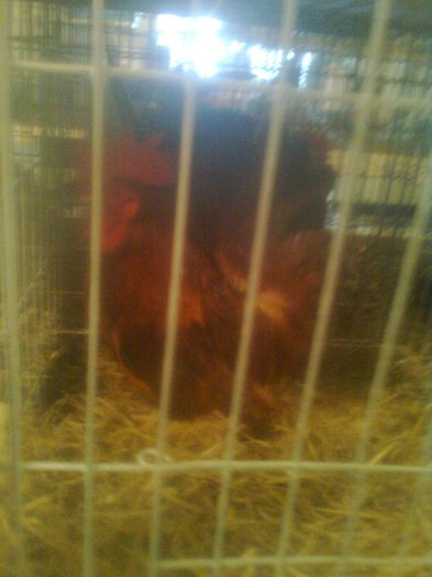 0138243313 - z-EXPOZITIE DE PASARI SI ANIMALE MICI 2014
