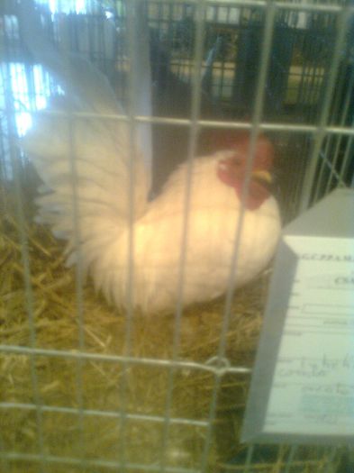 0138243316 - z-EXPOZITIE DE PASARI SI ANIMALE MICI 2014