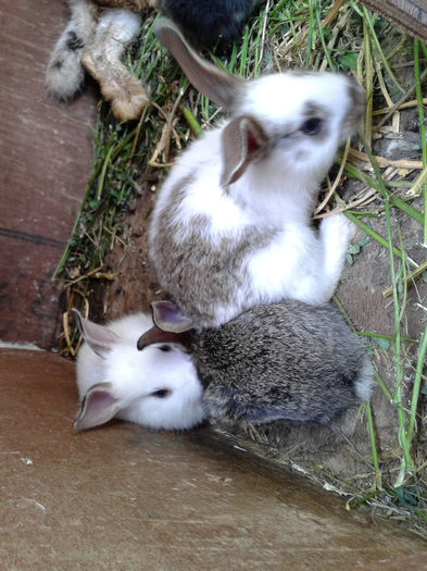 2013-07-07 16.51.11 - Iepuri