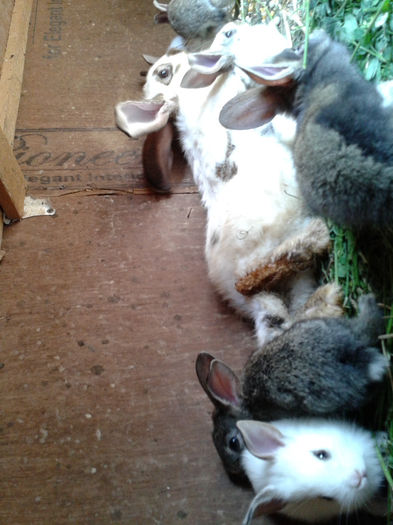 2013-07-07 16.51.31 - Iepuri