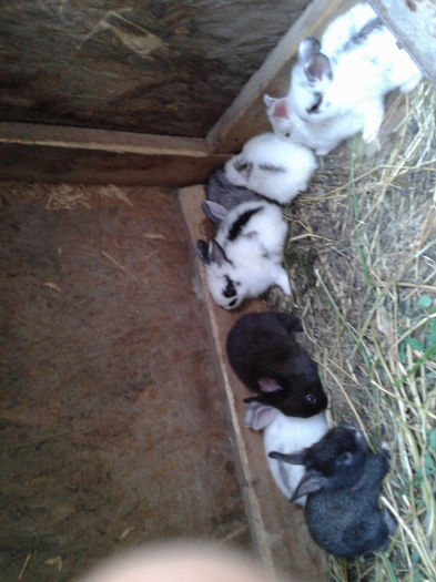 2013-07-07 16.51.50 - Iepuri