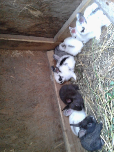 2013-07-07 16.51.57 - Iepuri