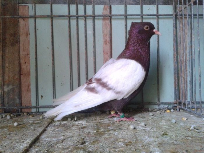 371 - Pt Admiratorii rasei 2
