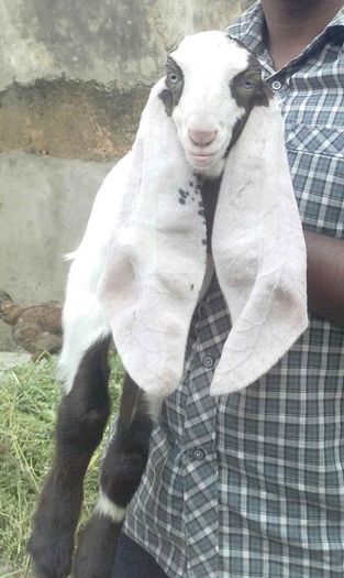 The-big-ears-goat-jamunapari-daughter-off-1299213771-1388070345 - capre de rasa jamnapari