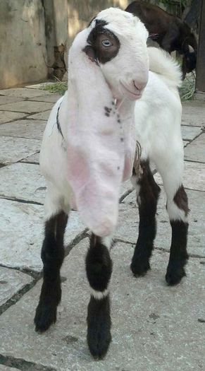 The-big-ears-goat-jamunapari-daughter-off-2105055513-1388070331 - capre de rasa jamnapari
