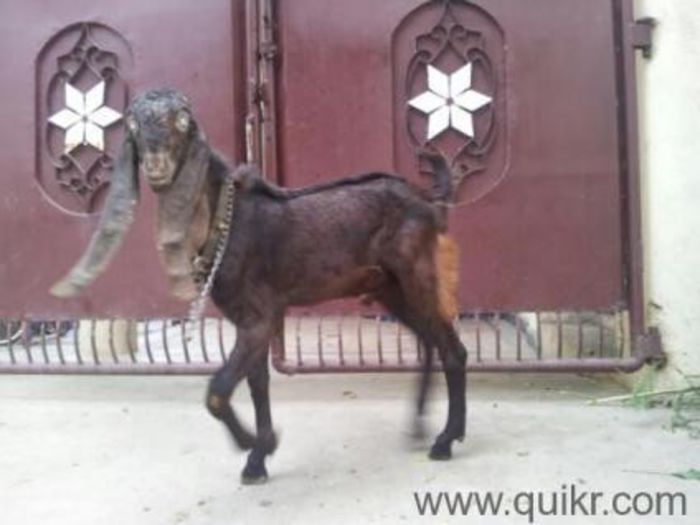 Available-female-goats-for-sale-in-Malakpeth-1889064674-1385186481 - capre de rasa jamnapari