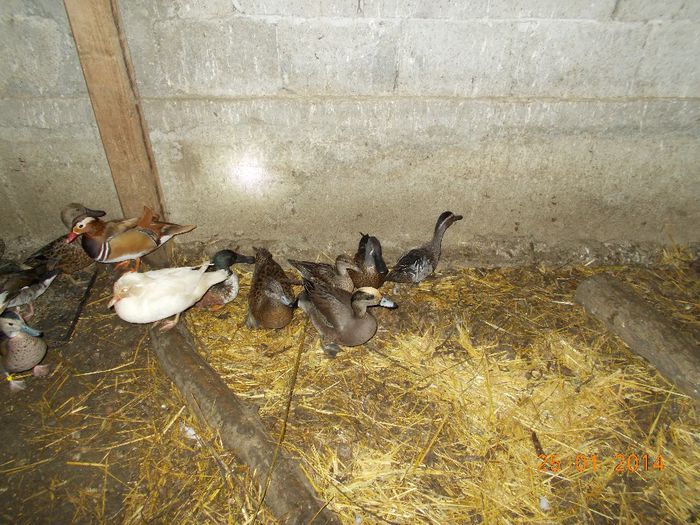 la adapost - RATE EXOTICE-exotic ducks