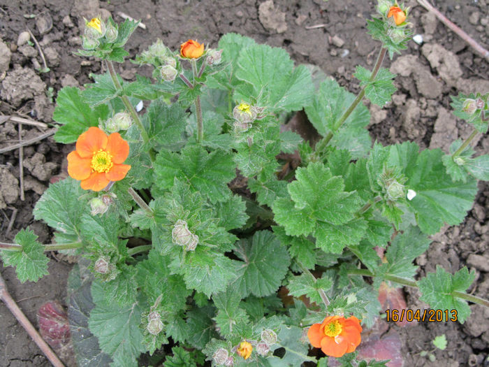 Geum Coccineum-2013