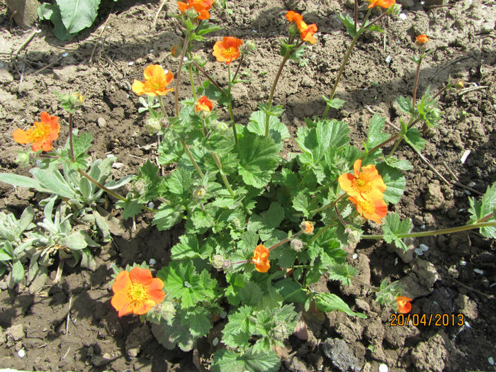 Geum Coccineum Borisi - 05-Geum Coccineum o floare comoda