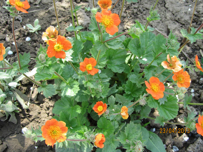 Geum Coccineum Borisii - 05-Geum Coccineum o floare comoda