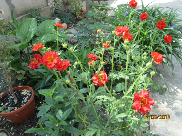 Geum coccineum Chiloense-AVENE - 05-Geum Coccineum o floare comoda