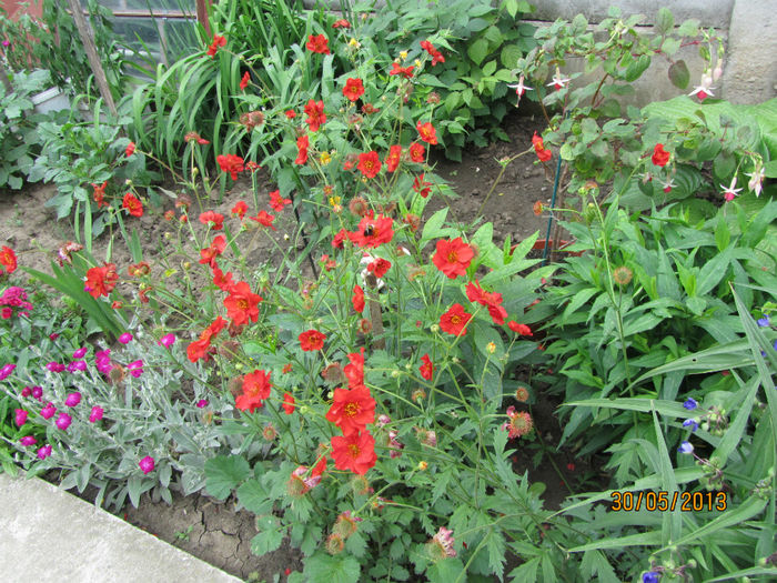 Geum Coccineum Chiloense-AVENE; 2013
