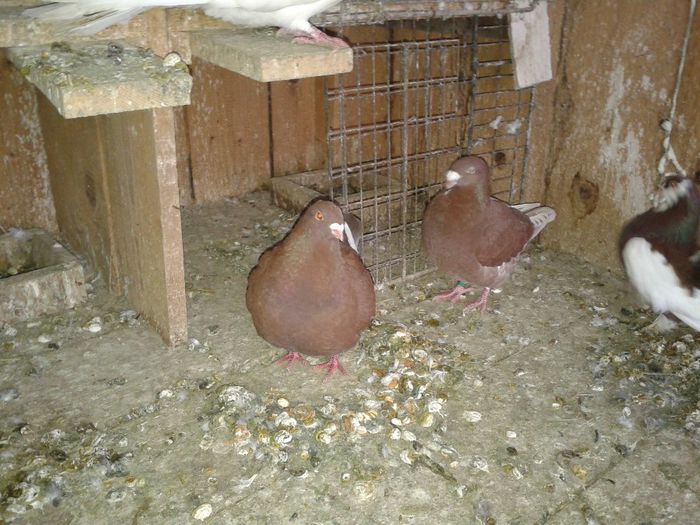 Fotografie-0044 - DE VANZARE FOR SALE DIN TOATE RASELE