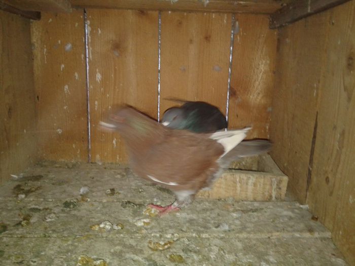 Fotografie-0050 - DE VANZARE FOR SALE DIN TOATE RASELE