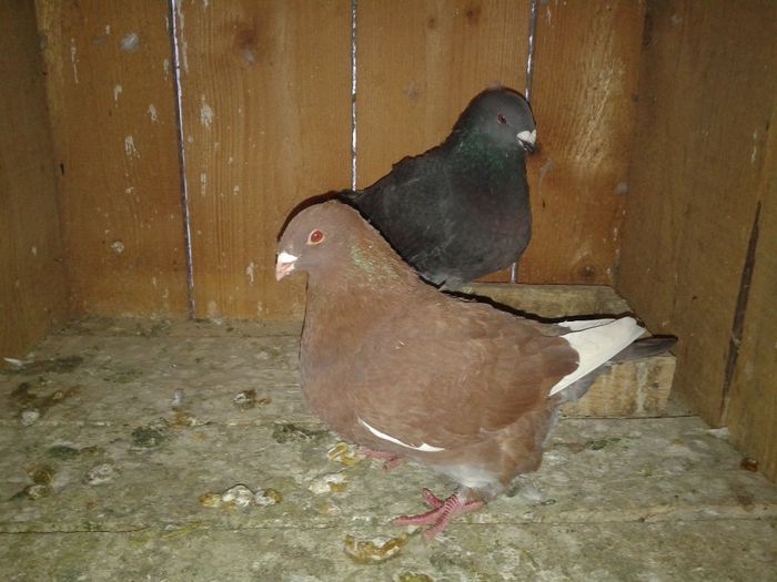 Fotografie-0052 - DE VANZARE FOR SALE DIN TOATE RASELE