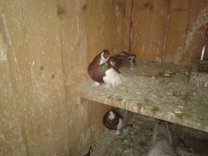 Fotografie-0054 - DE VANZARE FOR SALE DIN TOATE RASELE