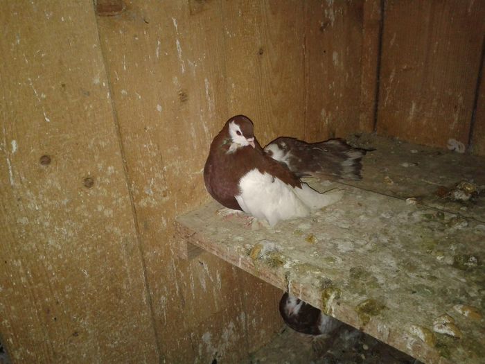 Fotografie-0055 - DE VANZARE FOR SALE DIN TOATE RASELE