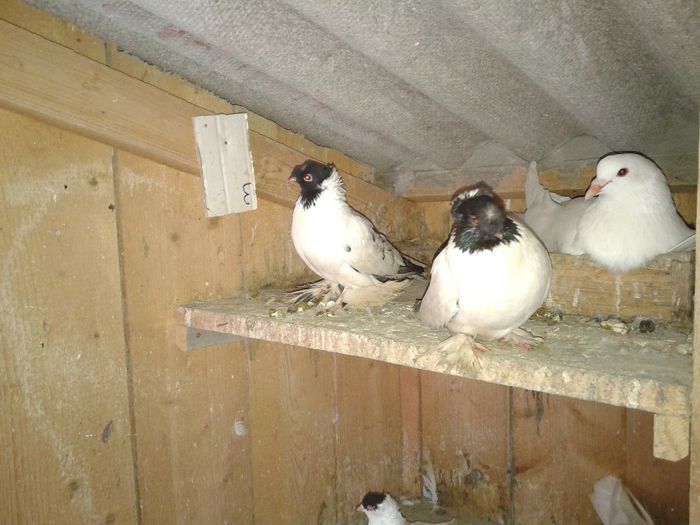 Fotografie-0056 - DE VANZARE FOR SALE DIN TOATE RASELE