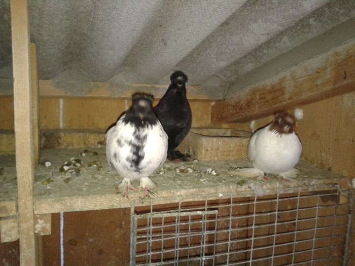 Fotografie-0057 - DE VANZARE FOR SALE DIN TOATE RASELE