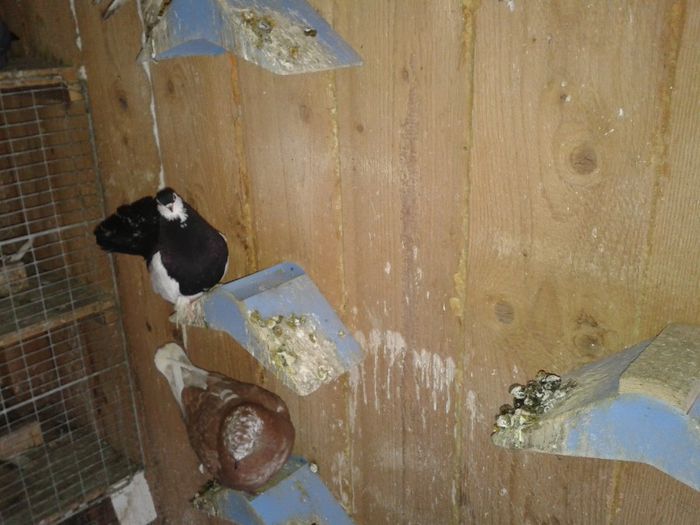 Fotografie-0036 - DE VANZARE FOR SALE DIN TOATE RASELE