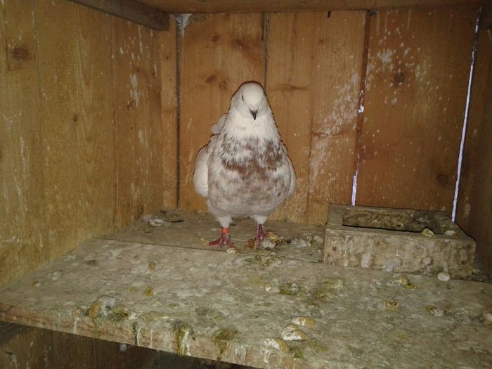 Fotografie-0041 - DE VANZARE FOR SALE DIN TOATE RASELE