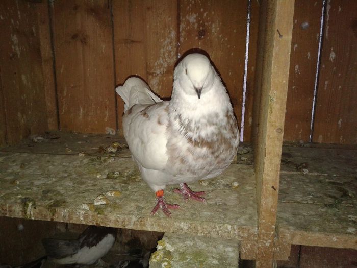 Fotografie-0042 - DE VANZARE FOR SALE DIN TOATE RASELE