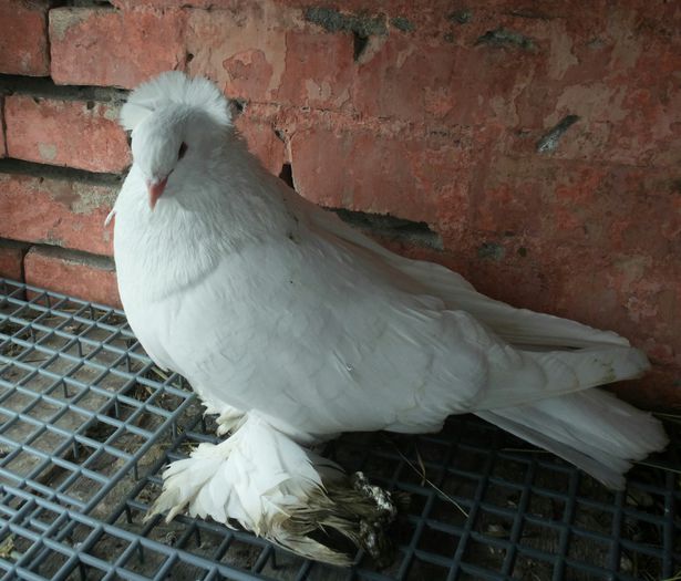 Mascul alb - porumbei urias maghiar 2014