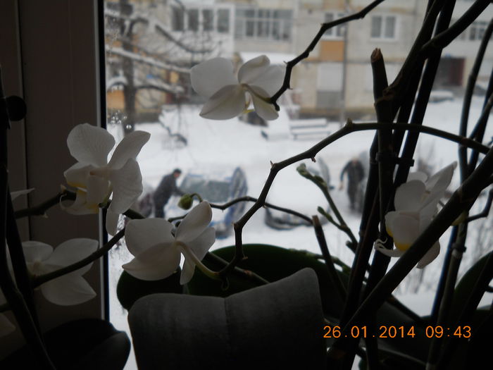009 - FLORI 2014