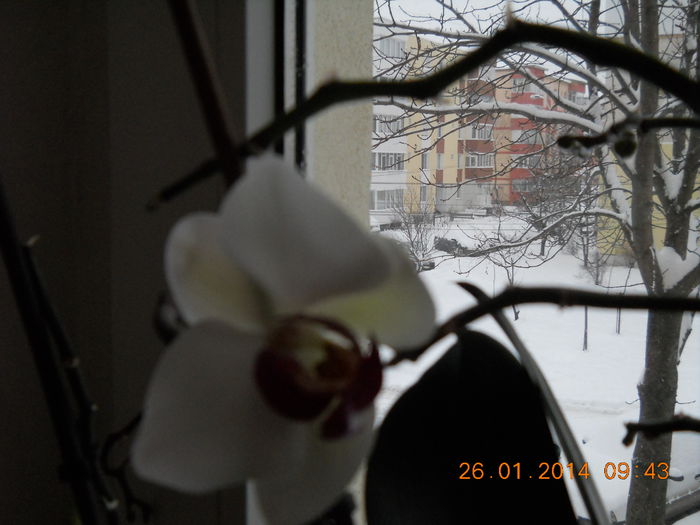 011 - FLORI 2014
